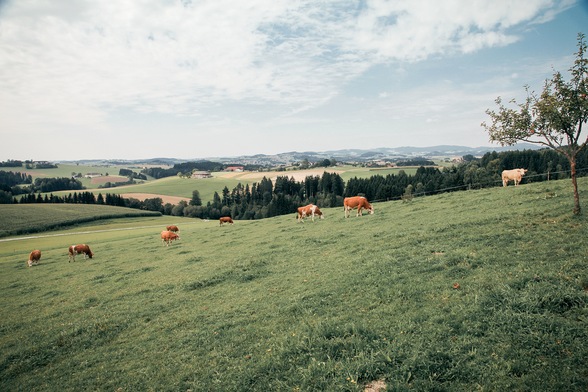 Des vaches paissent sur une colline verdoyante